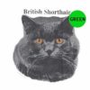 British-Shorthair-C39-300×300