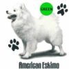 American-Eskimo-D9-300×300