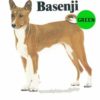 Basenji-D12-300×300