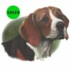 Beagle-D22A-300×300