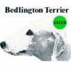 Bedlington-Terrier-D23-300×300