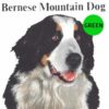 Bernese-Mountain-300×300