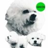 Bichon-Frise-D222-300×300