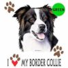 Border-Collie-D51-300×300