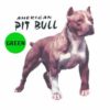 American-Pit-Bull-D182-300×300