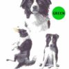 Border-Collie-D27-300×300