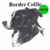 Border-Collie-D32-300×300