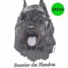 Bouvier-des-Flandres-D38-300×300