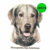 Chesapeake-Bay-Retriever-D57-300×300