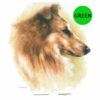 Collie-D194-300×300