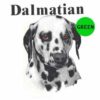 Dalmatian-D92-300×300