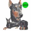 Doberman-D96-300×300