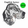 English-Setter-D106-300×300