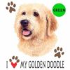 Golden-Doodle-D70-300×300