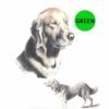 Gordon-Setter-D126-300×300