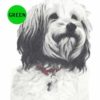 Havanese-D171-300×300