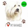 Havanese-D83-300×300