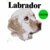 Labrador-D159-300×300-1