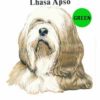 Lhasa-Apso-D163-300×300