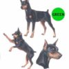 Miniature-Pinscher-D172-300×300