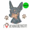 Miniature-Pinscher-D24-300×300