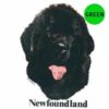 Newfoundland-D174-300×300