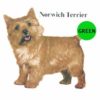 Norwich-Terrier-D178-300×300