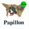 Papillon-D177-300×300