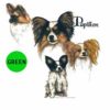 Papillon-D195-300×300