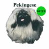 Pekingese-D183-300×300