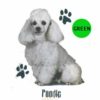 Poodle-D189-300×300