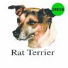 Rat-Terrier-D197-300×300