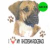 Rhodesian-Ridgeback-D257-1-300×300