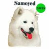 Samoyed-D210-300×300