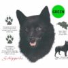 Schipperke-D212-300×300