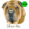 Shar-Pei-D226-300×300