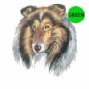 Shetland-Sheepdog-D227-300×300