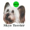 Skye-Terrier-D241-300×300