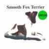 Smooth-Fox-Terrier-D110-300×300