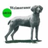 Weimaraner-D–300×300