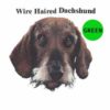 Wire-Haired-Dachshund-D90-300×300