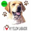 Yellow-Labrador-D42-300×300