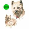 Yorkshire-Terrier-D250-300×300