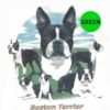 Boston-Terrier-D-35-300×300