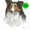 Collie-D-78-300×300