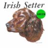 Irish-Setter-D141-300×300