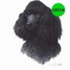 Poodle-D-103-300×300