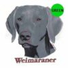 Weimaraner-300×300